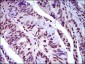NAPSA Antibody